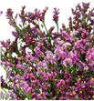 Limonium scarlet diamond 80 - LIMSCADIA1