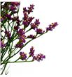 Limonium scarlet diamond 80 - LIMSCADIA2