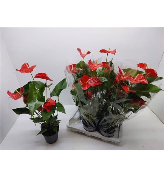 Pl. anthurium bambino red x6 65cm - ANTBAMRED61765