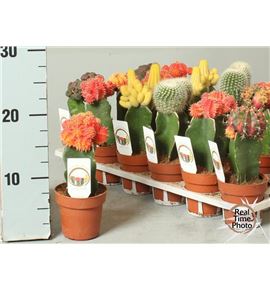 Pl. cactus mini mixto 20cm x24 - CACMMIX2450820