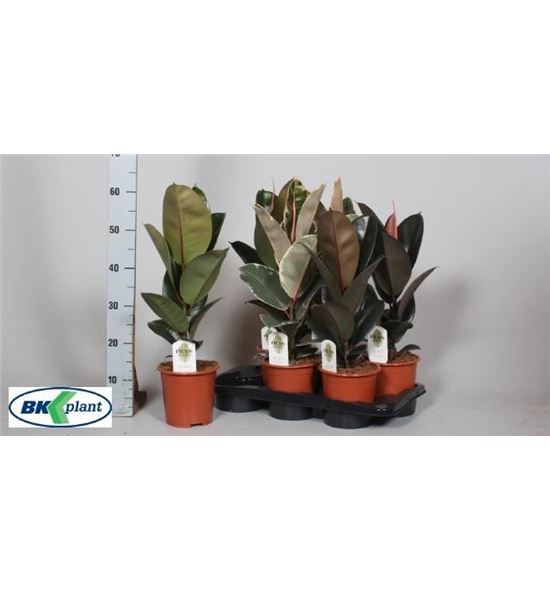 Pl. ficus diverso 65cm x6 - FICDIC61765