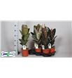 Pl. ficus diverso 65cm x6 - FICDIC61765