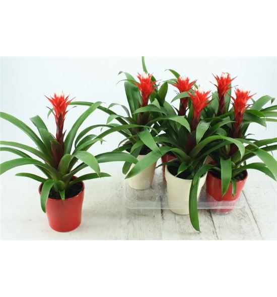 Pl. guzmania hope 40cm x6 - GUZHOP61340