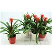 Pl. guzmania hope 40cm x6 - GUZHOP61340