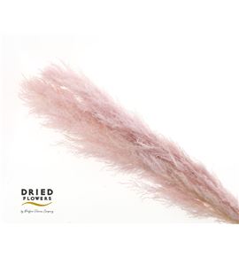 Dried cortaderia rosa claro x5 - DRICORROSCLA