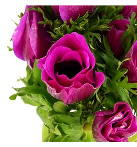 Anemona gailil purper 45 - ANEGAIPUR