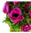 Anemona gailil purper 45 - ANEGAIPUR1