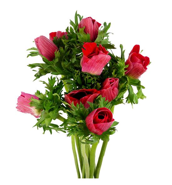 Anemona gailil rojo 45 - ANEGAIROJ