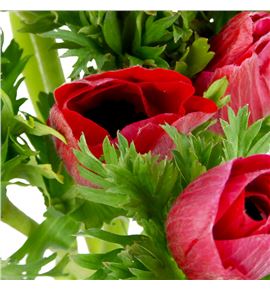 Anemona gailil rojo 45 - ANEGAIROJ