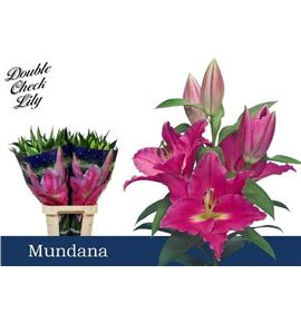 Lilium oriental hol mundana 90 - LOHMUN