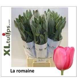 Tulipan la romaine xl 60 - TULLAROM60