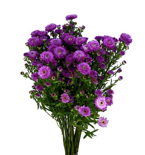 Aster teeny blue 80 - ASTFLA