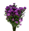 Aster teeny blue 80 - ASTFLA