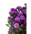 Aster teeny blue 80 - ASTFLA1