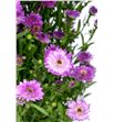 Aster teeny blue 80 - ASTFLA2