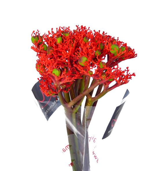 Jatropha firecracker 50 - JATFIR