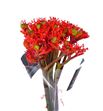 Jatropha firecracker 50 - JATFIR
