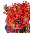 Jatropha firecracker 50 - JATFIR1