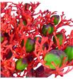 Jatropha firecracker 50 - JATFIR2