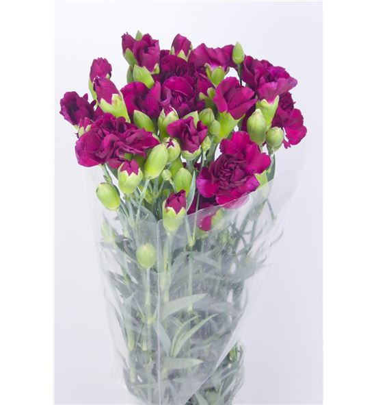 Clavel mini granate - CLAMGRA