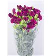 Clavel mini granate - CLAMGRA