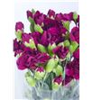 Clavel mini granate - CLAMGRA1