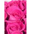 Rosa ecu topaz 60 - RETOP2