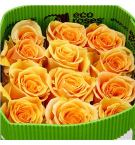 Rosa ecu cavendish 60 - RECAV