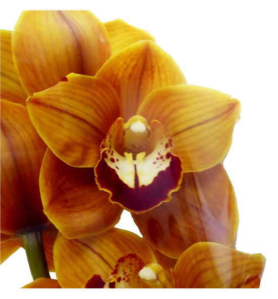 Cymbidium balou x6 - CYMBBAL