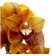 Cymbidium balou x6 - CYMBBAL