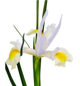 Iris apolo - IRIAPOO