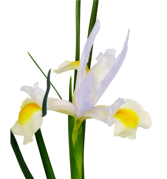 Iris apolo - IRIAPOO