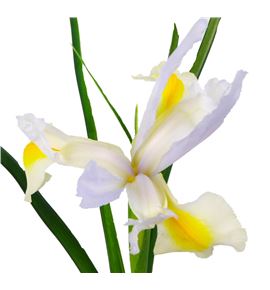 Iris apolo - IRIAPOO