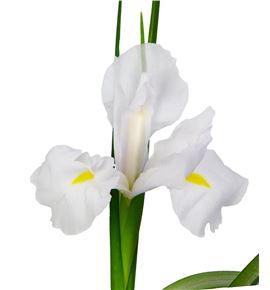 Iris casablanca - IRICAS
