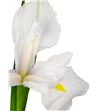 Iris casablanca - IRICAS1