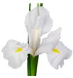 Iris casablanca - IRICAS2