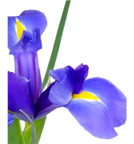 Iris telstar - IRITEL