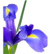 Iris telstar - IRITEL1