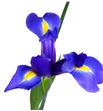 Iris telstar - IRITEL2