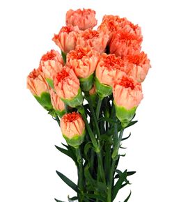Clavel select naranja x25 - CLACOLNAR