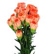 Clavel select naranja x25 - CLACOLNAR
