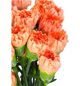 Clavel select naranja x25 - CLACOLNAR