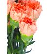 Clavel select naranja x25 - CLACOLNAR2
