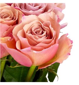 Rosa hol moccachino 80 - RGRMOC Rosa hol moccachino 80 - RGRMOC