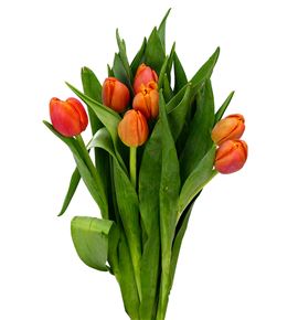 Tulipan icoon 40 - TULICO