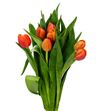 Tulipan icoon 40 - TULICO