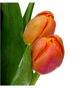 Tulipan icoon 40 - TULICO