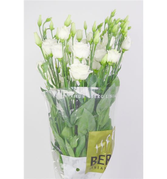 Lisianthus rosita white 60 - LISROSWHI