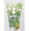 Lisianthus rosita white 60 - LISROSWHI