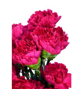 Clavel short fucsia - CLACOLFUC